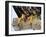 Close up of the Feet and Talons of a Bald Eagle, Alaska, USA, North America-David Tipling-Framed Photographic Print