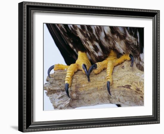 Close up of the Feet and Talons of a Bald Eagle, Alaska, USA, North America-David Tipling-Framed Photographic Print