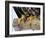 Close up of the Feet and Talons of a Bald Eagle, Alaska, USA, North America-David Tipling-Framed Photographic Print