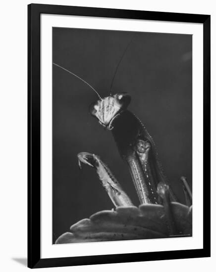 Close Up of the Ferocious Looking Head, Upper Body and Claws of a Praying Mantis-Margaret Bourke-White-Framed Premium Photographic Print