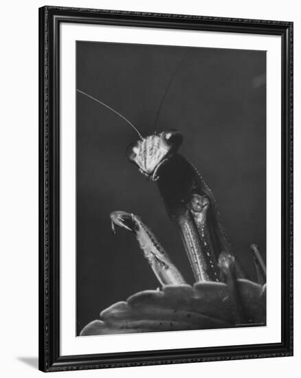 Close Up of the Ferocious Looking Head, Upper Body and Claws of a Praying Mantis-Margaret Bourke-White-Framed Premium Photographic Print