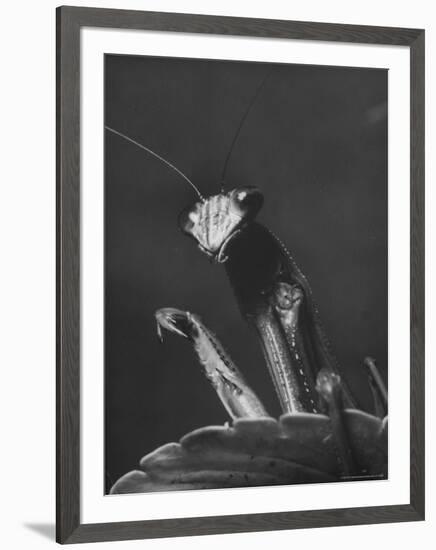 Close Up of the Ferocious Looking Head, Upper Body and Claws of a Praying Mantis-Margaret Bourke-White-Framed Premium Photographic Print