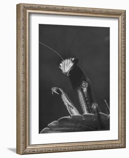 Close Up of the Ferocious Looking Head, Upper Body and Claws of a Praying Mantis-Margaret Bourke-White-Framed Photographic Print