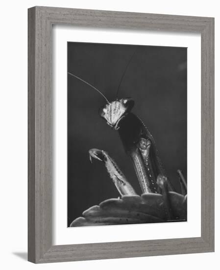 Close Up of the Ferocious Looking Head, Upper Body and Claws of a Praying Mantis-Margaret Bourke-White-Framed Photographic Print