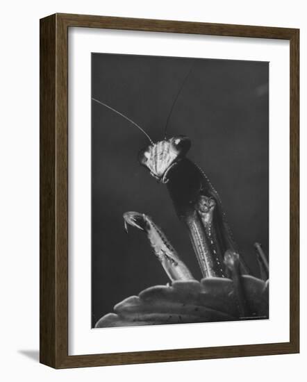 Close Up of the Ferocious Looking Head, Upper Body and Claws of a Praying Mantis-Margaret Bourke-White-Framed Photographic Print