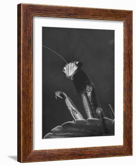 Close Up of the Ferocious Looking Head, Upper Body and Claws of a Praying Mantis-Margaret Bourke-White-Framed Photographic Print