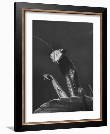 Close Up of the Ferocious Looking Head, Upper Body and Claws of a Praying Mantis-Margaret Bourke-White-Framed Photographic Print