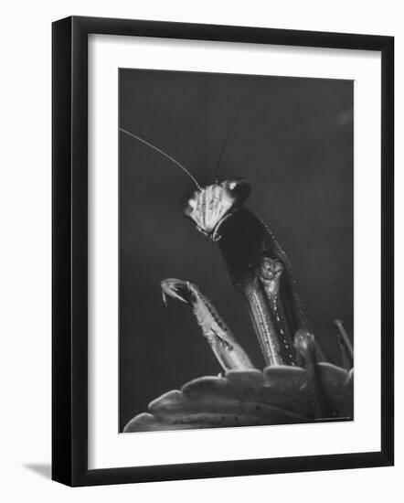 Close Up of the Ferocious Looking Head, Upper Body and Claws of a Praying Mantis-Margaret Bourke-White-Framed Photographic Print