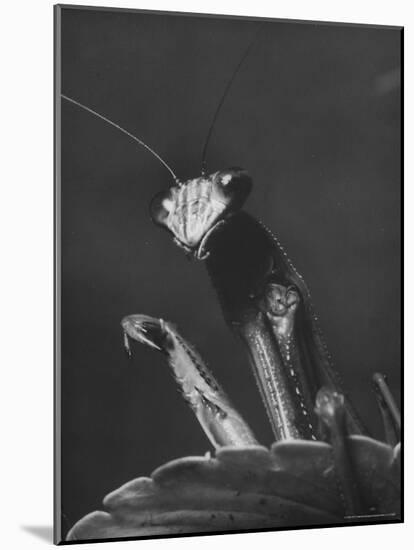 Close Up of the Ferocious Looking Head, Upper Body and Claws of a Praying Mantis-Margaret Bourke-White-Mounted Photographic Print