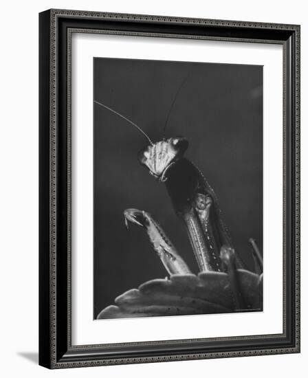 Close Up of the Ferocious Looking Head, Upper Body and Claws of a Praying Mantis-Margaret Bourke-White-Framed Photographic Print
