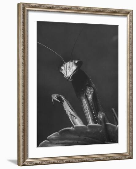 Close Up of the Ferocious Looking Head, Upper Body and Claws of a Praying Mantis-Margaret Bourke-White-Framed Photographic Print