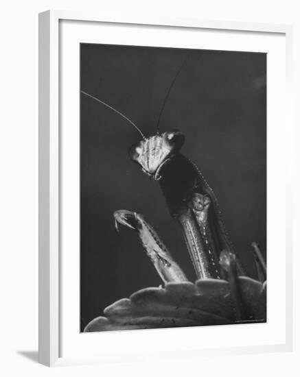 Close Up of the Ferocious Looking Head, Upper Body and Claws of a Praying Mantis-Margaret Bourke-White-Framed Photographic Print
