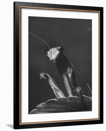 Close Up of the Ferocious Looking Head, Upper Body and Claws of a Praying Mantis-Margaret Bourke-White-Framed Photographic Print