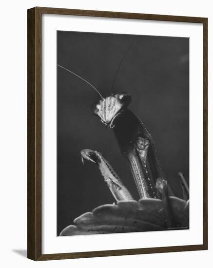 Close Up of the Ferocious Looking Head, Upper Body and Claws of a Praying Mantis-Margaret Bourke-White-Framed Photographic Print