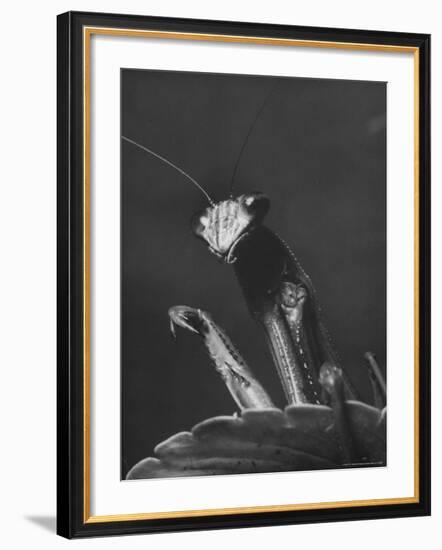 Close Up of the Ferocious Looking Head, Upper Body and Claws of a Praying Mantis-Margaret Bourke-White-Framed Photographic Print