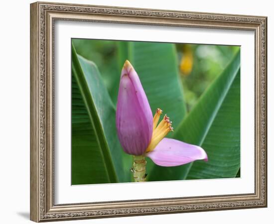 Close-Up of the Flower of a Banana Plant, Island of Martinique, French Lesser Antilles, West Indies-Bruno Barbier-Framed Photographic Print