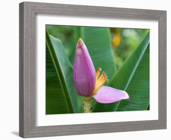 Close-Up of the Flower of a Banana Plant, Island of Martinique, French Lesser Antilles, West Indies-Bruno Barbier-Framed Photographic Print