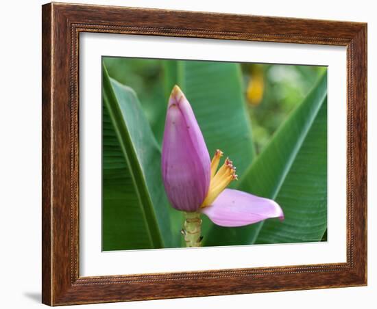 Close-Up of the Flower of a Banana Plant, Island of Martinique, French Lesser Antilles, West Indies-Bruno Barbier-Framed Photographic Print