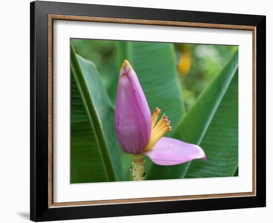 Close-Up of the Flower of a Banana Plant, Island of Martinique, French Lesser Antilles, West Indies-Bruno Barbier-Framed Photographic Print