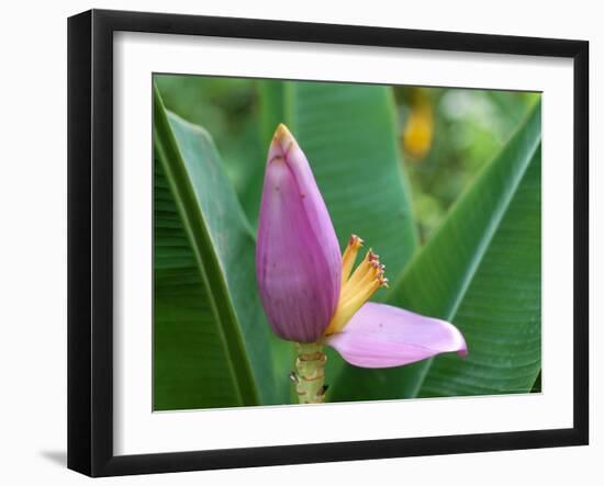 Close-Up of the Flower of a Banana Plant, Island of Martinique, French Lesser Antilles, West Indies-Bruno Barbier-Framed Photographic Print
