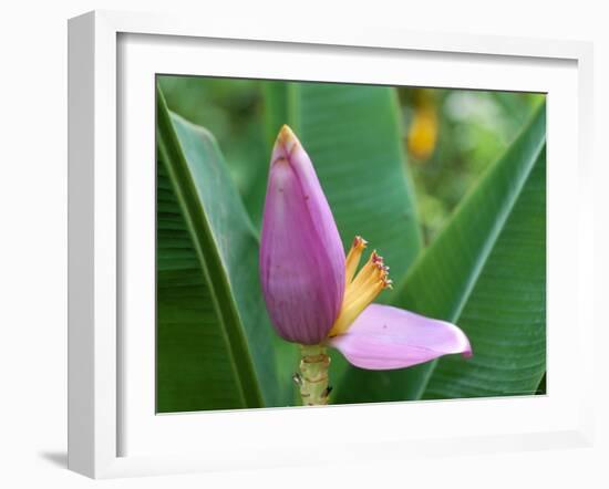 Close-Up of the Flower of a Banana Plant, Island of Martinique, French Lesser Antilles, West Indies-Bruno Barbier-Framed Photographic Print