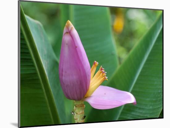 Close-Up of the Flower of a Banana Plant, Island of Martinique, French Lesser Antilles, West Indies-Bruno Barbier-Mounted Photographic Print