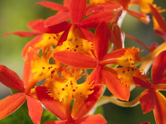 Close Up Of The Flowers Of A Crucifix Orchid Epidendrum Radicans Photographic Print Darlyne A Murawski Art Com