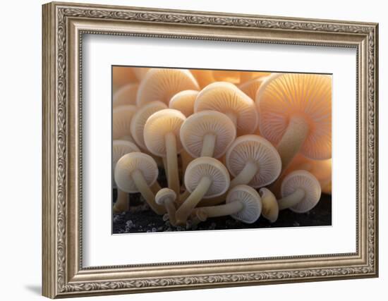 Close-up of the gills of a group of small mushrooms, north Cornwall, UK. November-Ross Hoddinott-Framed Photographic Print