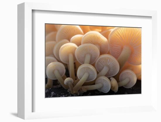 Close-up of the gills of a group of small mushrooms, north Cornwall, UK. November-Ross Hoddinott-Framed Photographic Print