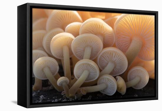 Close-up of the gills of a group of small mushrooms, north Cornwall, UK. November-Ross Hoddinott-Framed Premier Image Canvas