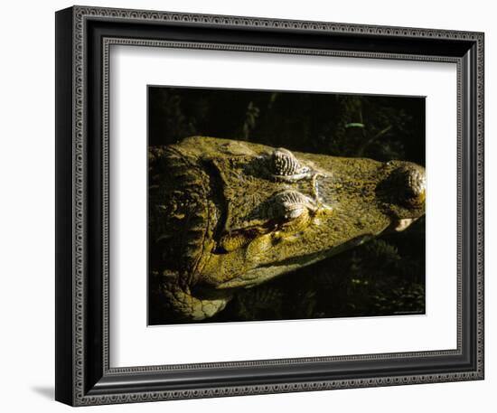 Close-Up of the Head of a Common Caiman, River Chagres, Soberania Forest National Park, Panama-Sergio Pitamitz-Framed Photographic Print