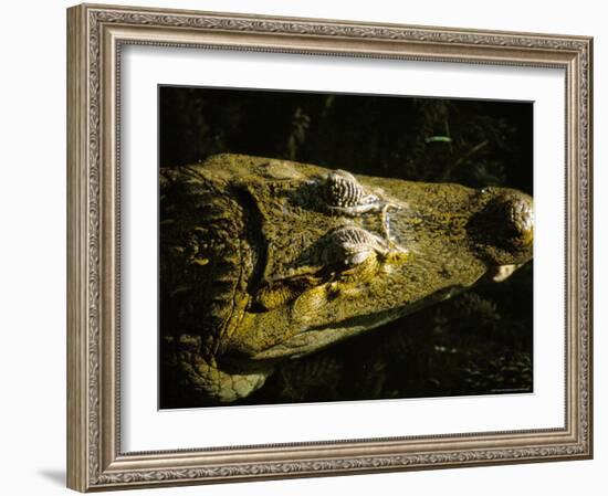 Close-Up of the Head of a Common Caiman, River Chagres, Soberania Forest National Park, Panama-Sergio Pitamitz-Framed Photographic Print