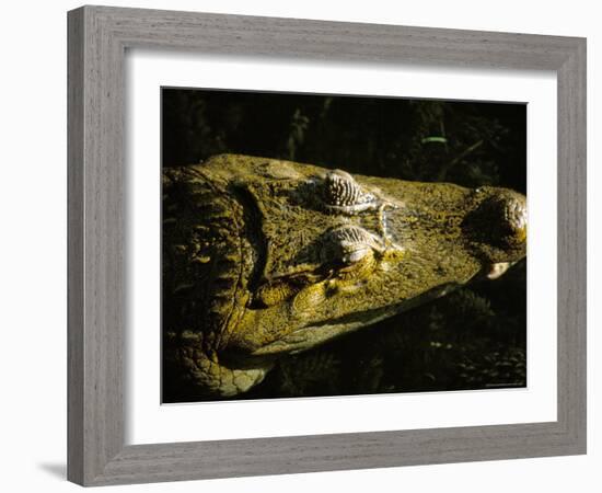 Close-Up of the Head of a Common Caiman, River Chagres, Soberania Forest National Park, Panama-Sergio Pitamitz-Framed Photographic Print