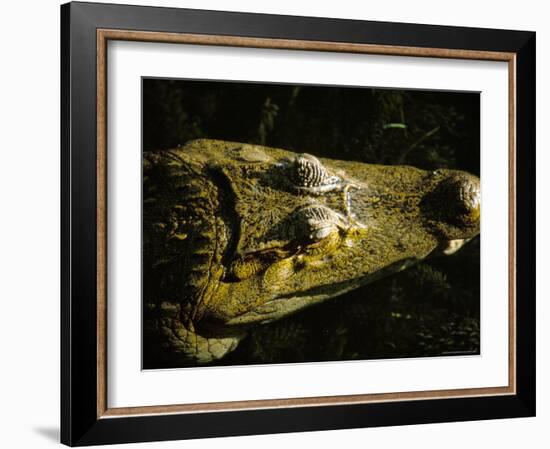 Close-Up of the Head of a Common Caiman, River Chagres, Soberania Forest National Park, Panama-Sergio Pitamitz-Framed Photographic Print