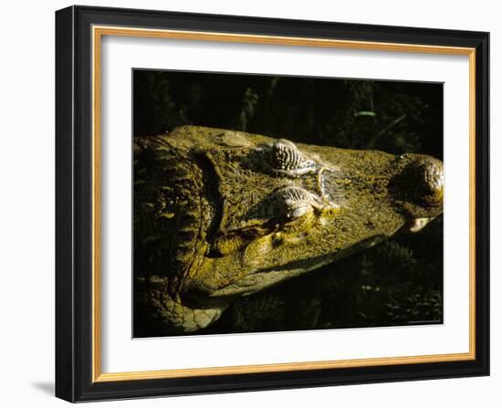 Close-Up of the Head of a Common Caiman, River Chagres, Soberania Forest National Park, Panama-Sergio Pitamitz-Framed Photographic Print