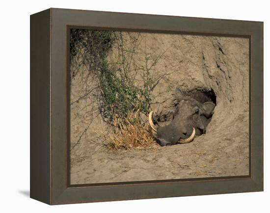 Close-Up of the Head of a Warthog, in a Burrow, Okavango Delta, Botswana-Paul Allen-Framed Premier Image Canvas