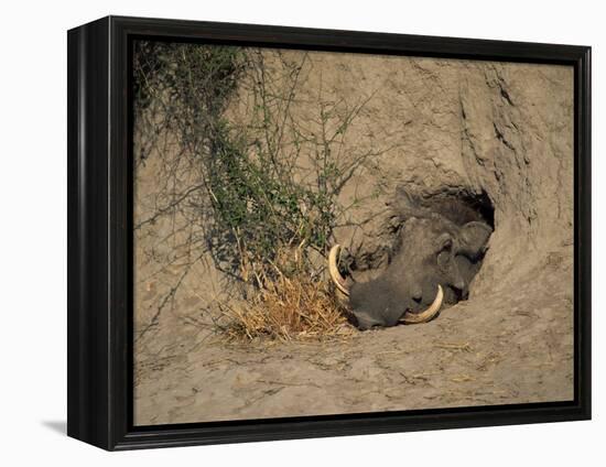 Close-Up of the Head of a Warthog, in a Burrow, Okavango Delta, Botswana-Paul Allen-Framed Premier Image Canvas