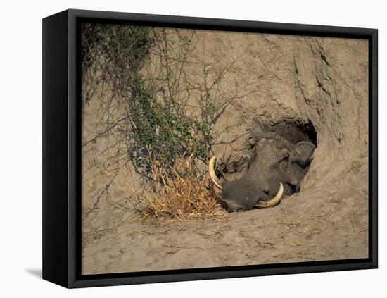 Close-Up of the Head of a Warthog, in a Burrow, Okavango Delta, Botswana-Paul Allen-Framed Premier Image Canvas