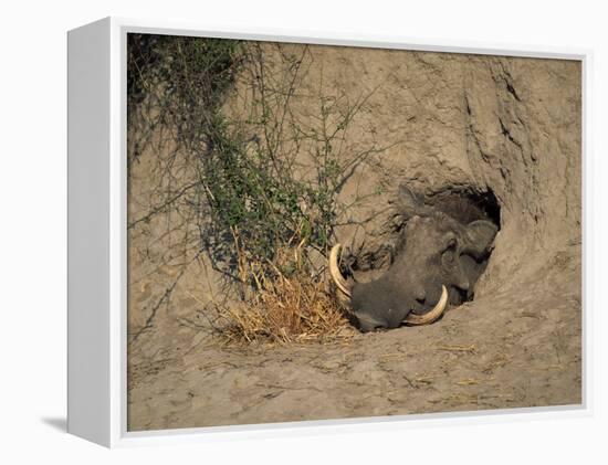 Close-Up of the Head of a Warthog, in a Burrow, Okavango Delta, Botswana-Paul Allen-Framed Premier Image Canvas