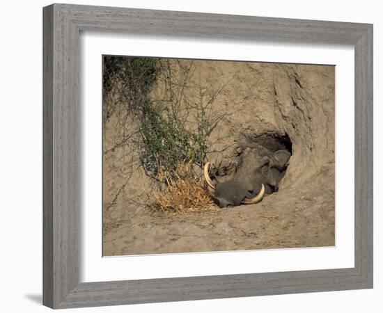 Close-Up of the Head of a Warthog, in a Burrow, Okavango Delta, Botswana-Paul Allen-Framed Photographic Print