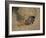 Close-Up of the Head of a Warthog, in a Burrow, Okavango Delta, Botswana-Paul Allen-Framed Photographic Print