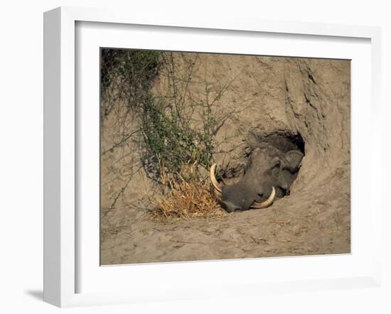 Close-Up of the Head of a Warthog, in a Burrow, Okavango Delta, Botswana-Paul Allen-Framed Photographic Print