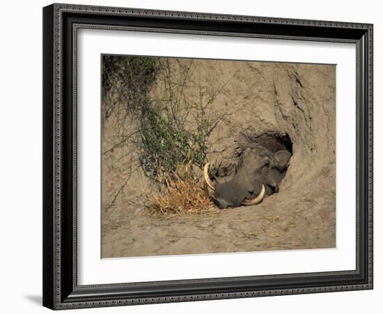 Close-Up of the Head of a Warthog, in a Burrow, Okavango Delta, Botswana-Paul Allen-Framed Photographic Print