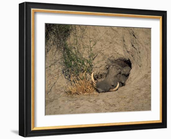 Close-Up of the Head of a Warthog, in a Burrow, Okavango Delta, Botswana-Paul Allen-Framed Photographic Print