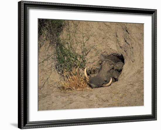 Close-Up of the Head of a Warthog, in a Burrow, Okavango Delta, Botswana-Paul Allen-Framed Photographic Print