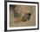 Close-Up of the Head of a Warthog, in a Burrow, Okavango Delta, Botswana-Paul Allen-Framed Photographic Print