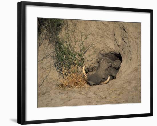 Close-Up of the Head of a Warthog, in a Burrow, Okavango Delta, Botswana-Paul Allen-Framed Photographic Print