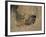 Close-Up of the Head of a Warthog, in a Burrow, Okavango Delta, Botswana-Paul Allen-Framed Photographic Print