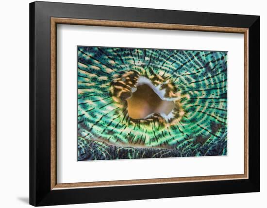 Close up of the Mantle of the Giant Clam (Tridacna Squamosa), Micronesia, Palau-Reinhard Dirscherl-Framed Photographic Print