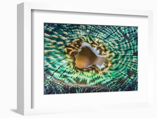 Close up of the Mantle of the Giant Clam (Tridacna Squamosa), Micronesia, Palau-Reinhard Dirscherl-Framed Photographic Print